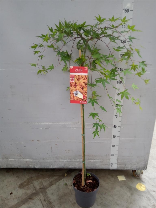 <h4>Acer palmatum 'Redwine'</h4>