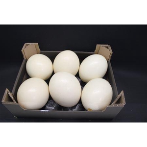 A Ostrich Egg Naturel
