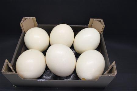 <h4>A Ostrich Egg Naturel</h4>