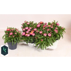 XEROCH BR CRIS PINK