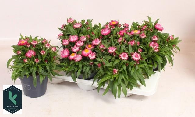 <h4>XEROCH BR CRIS PINK</h4>
