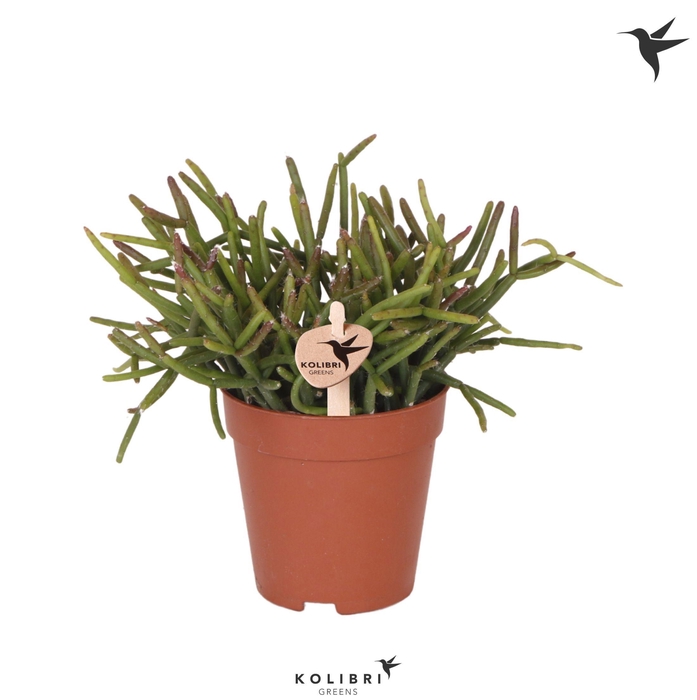 <h4>Kolibri Greens Rhipsalis Burchellii</h4>