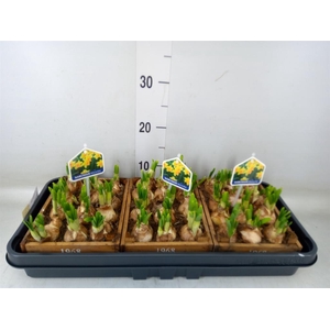 Arr.  Narcissus Tete Tete L%