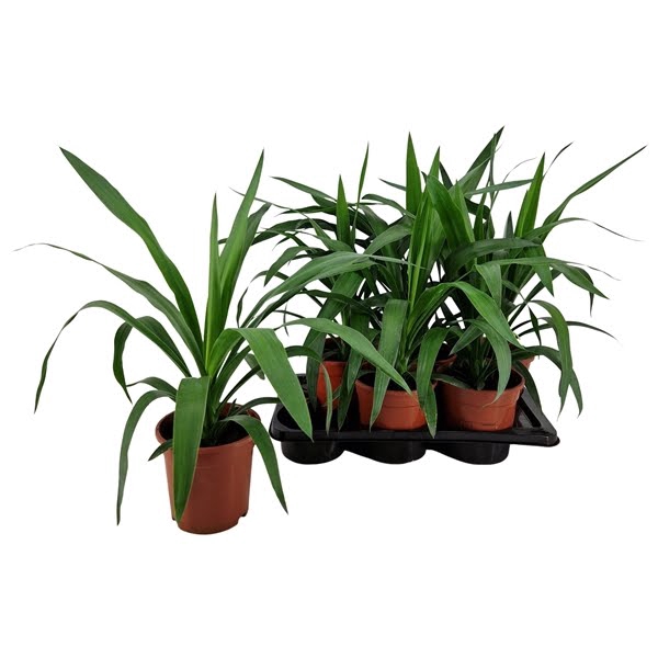 <h4>Yucca elephantipes tip 17 cm</h4>