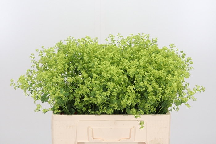 <h4>Alchimella Robusta</h4>