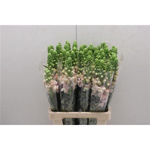 Antir Poto Pink Avignon