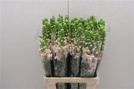 <h4>Antir Poto Pink Avignon</h4>