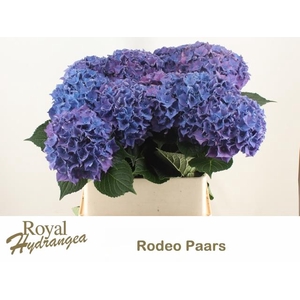 HYDR M CH RODEO PA