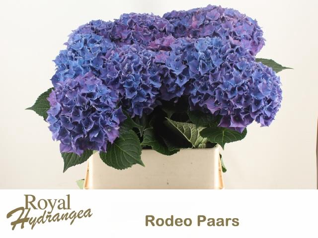 <h4>HYDR M CH RODEO PA</h4>
