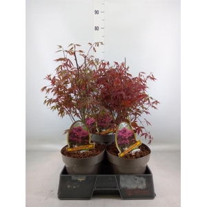 Acer palmatum 'Atropurpureum'