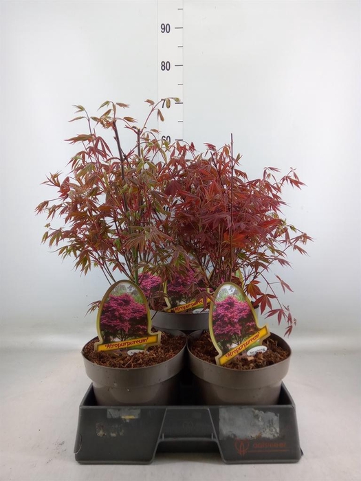 <h4>Acer palmatum 'Atropurpureum'</h4>