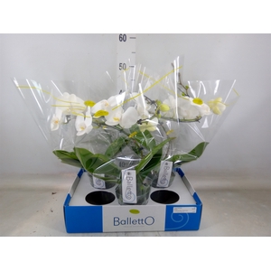 Phalaenopsis   ...white