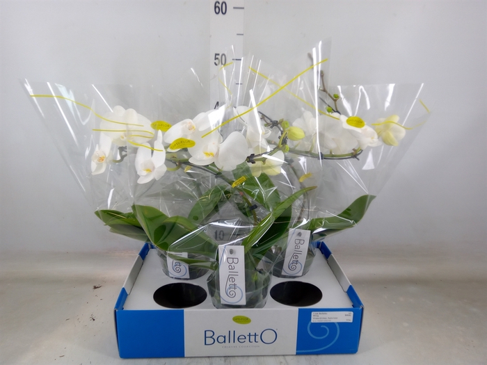 <h4>Phalaenopsis   ...white</h4>
