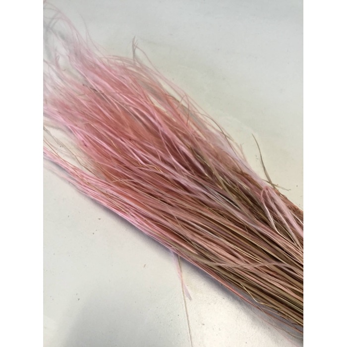 <h4>DRIED FLOWERS - STYPHA LIGHT PINK</h4>