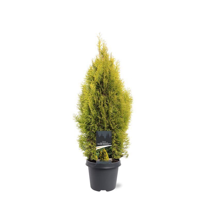 <h4>Thuja occidentalis 'Golden Smaragd' (pbr)</h4>