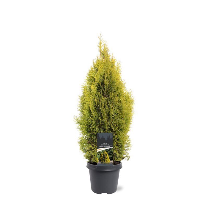 <h4>Thuja occidentalis 'Golden Smaragd' (pbr)</h4>