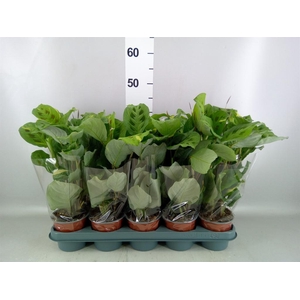 Maranta leuc. 'Kerchoveana'