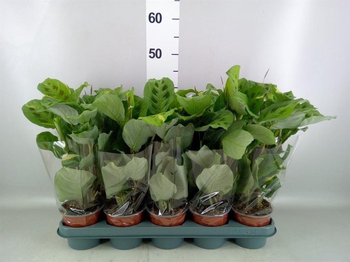 <h4>Maranta leuc. 'Kerchoveana'</h4>