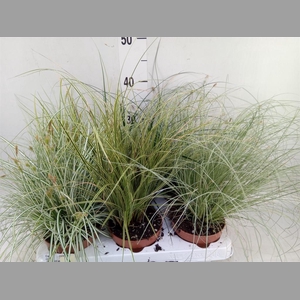 Carex   ...mix