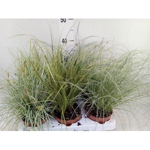 Carex   ...mix
