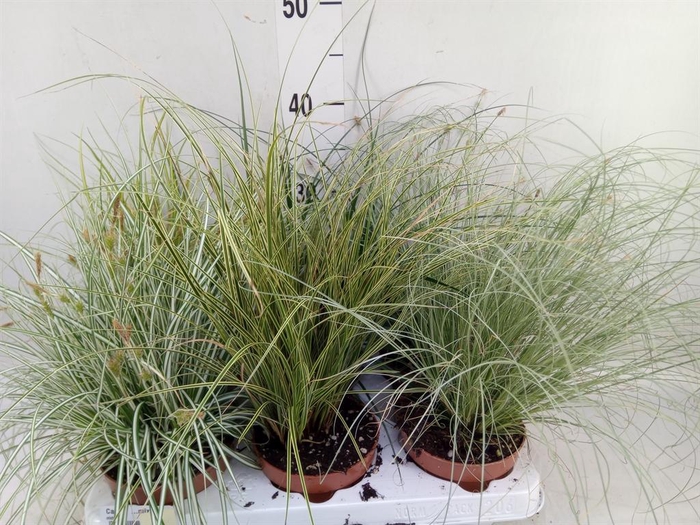 <h4>Carex   ...mix</h4>