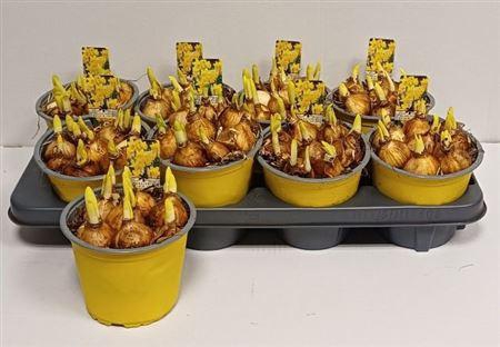 <h4>Narc O Tete A Tete Pot Vol</h4>