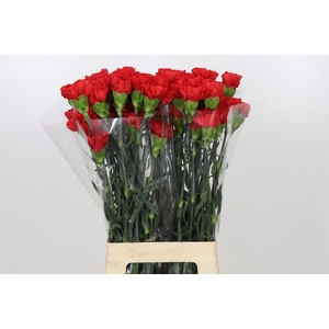 Dianthus St Red Magic