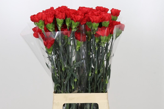 <h4>Dianthus St Red Magic</h4>