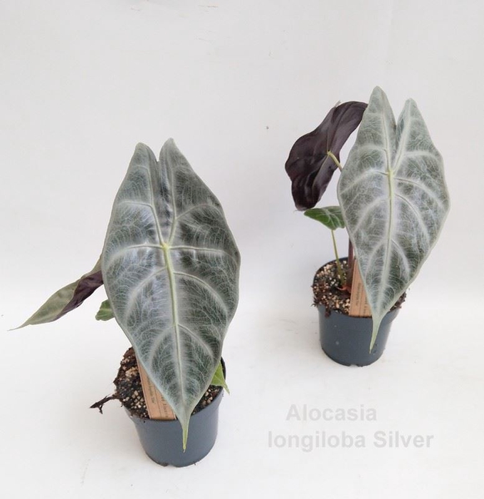<h4>Alocasia</h4>