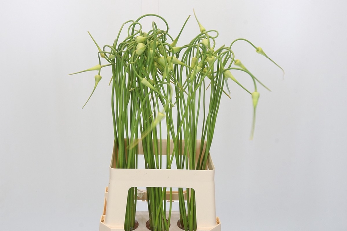 <h4>Allium Sativum Ophioscorodon</h4>
