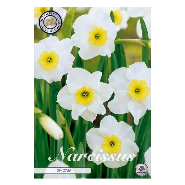 <h4>Narcissus Small Cupped Segovia x10 12/+</h4>