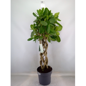 Ficus benghalensis 'Audrey'
