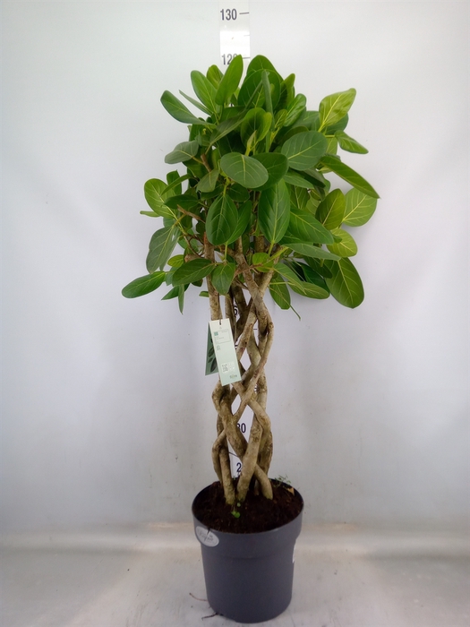 <h4>Ficus benghalensis 'Audrey'</h4>
