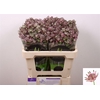 Astrantia Star Of Africa