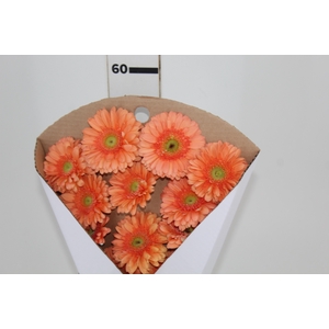GERBERA AVIGNON >10 CM  DIAM > 050 CM PESSEGO