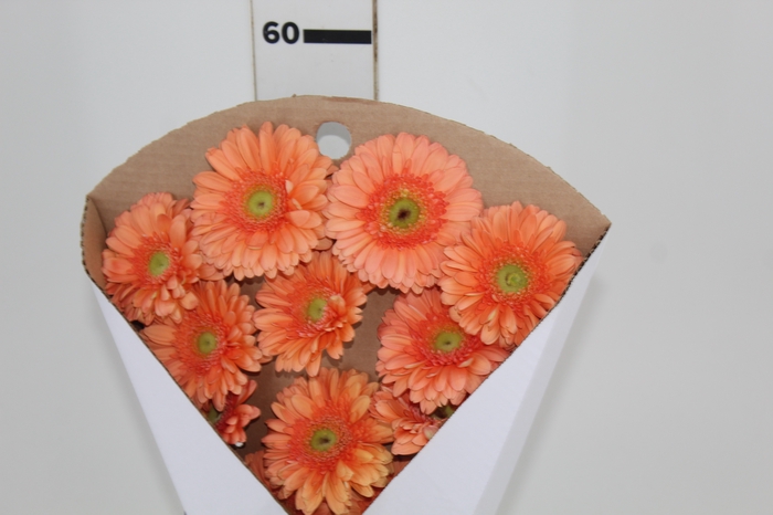 GERBERA AVIGNON >10 CM  DIAM > 050 CM PESSEGO