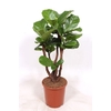Ficus Lyrata stam vertakt