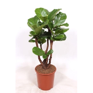 Ficus Lyrata stam vertakt