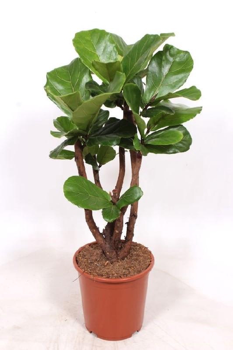 <h4>Ficus Lyrata stam vertakt</h4>