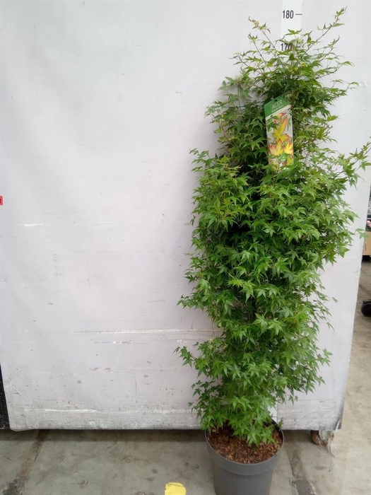 <h4>Acer palmatum</h4>