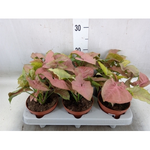 Syngonium   ...