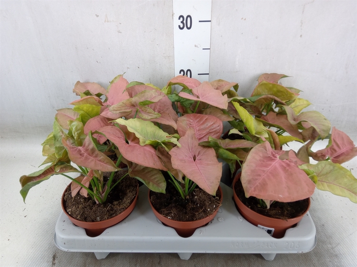 <h4>Syngonium   ...</h4>