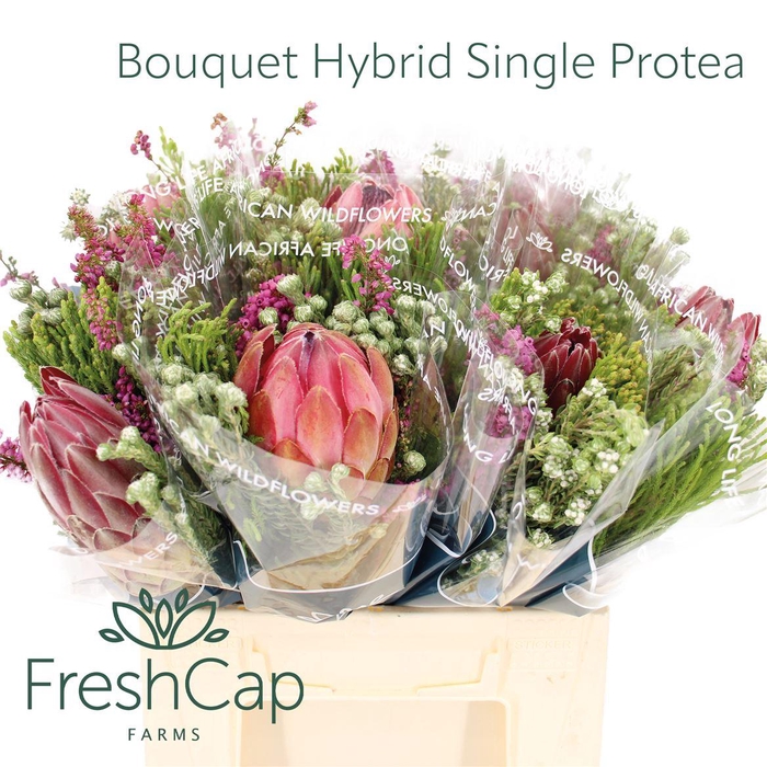 <h4>Bouquet Hybrid Single Protea</h4>