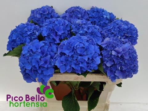 <h4>HYDR M ROYAL PARADE</h4>