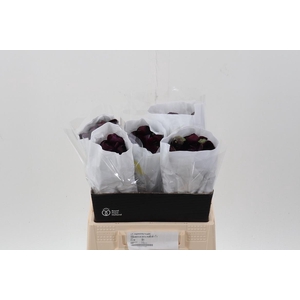 Ran Purple Ecu 40cm
