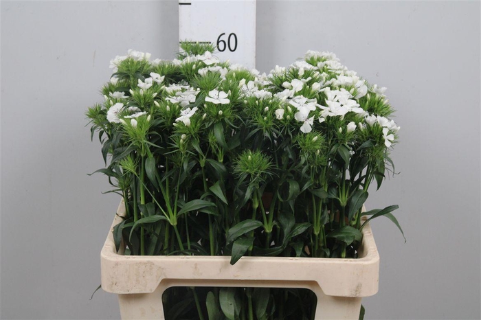 <h4>Di Barb Bar White</h4>