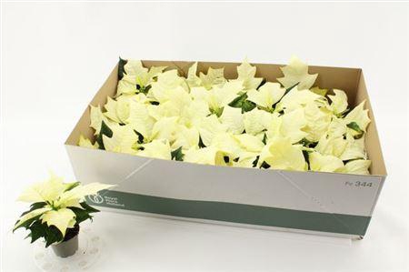 <h4>Euphor P Alaska</h4>