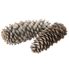 Pinecone Sugar Pine
