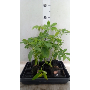 Arr.   Kamerplant Groen H%