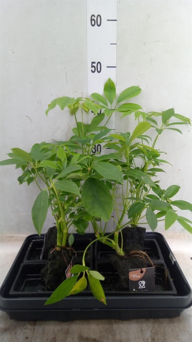 <h4>Arr.   Kamerplant Groen H%</h4>